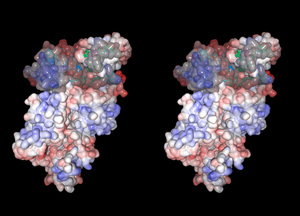 m-calpain crosseye view